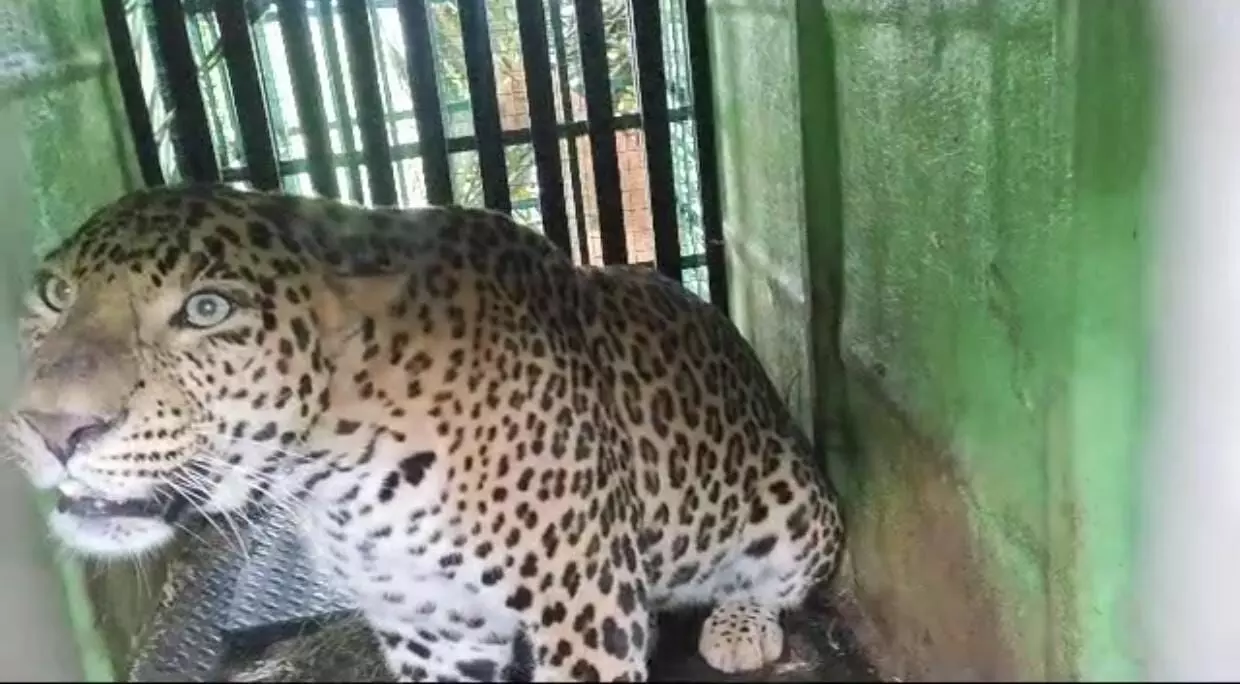 ಶಿವಮೊಗ್ಗ: ಬಿಕ್ಕೋನಹಳ್ಳಿಯಲ್ಲಿ ನರಬಲಿ ಪಡೆದಿದ್ದ ಚಿರತೆಯ ಸೆರೆ