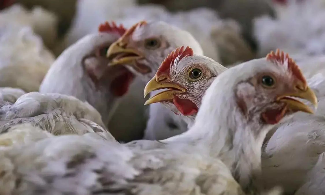 ಜಾರ್ಖಂಡ್:‌ 9 ತಿಂಗಳ ಮಗುವಿನಲ್ಲಿ ಹಕ್ಕಿ ಜ್ವರ ಪತ್ತೆ