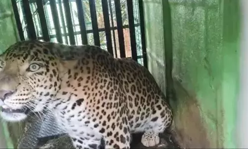 ಶಿವಮೊಗ್ಗ: ಬಿಕ್ಕೋನಹಳ್ಳಿಯಲ್ಲಿ ನರಬಲಿ ಪಡೆದಿದ್ದ ಚಿರತೆಯ ಸೆರೆ