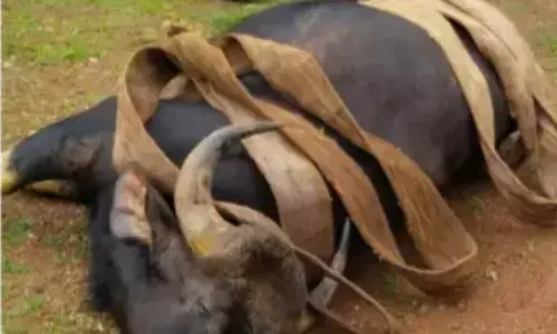 ಪುತ್ತೂರು: ಊರಿಗೆ ಬಂದ ಕಾಡುಕೋಣ ಬಾವಿಗೆ ಬಿದ್ದು ಸಾವು