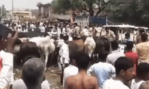 ಬಿಡಾಡಿ ದನಗಳ ಉಪಟಳ: ಉತ್ತರ ಪ್ರದೇಶ ಸಚಿವರಿಗೆ ದನಗಳಿಂದಲೇ ಮುತ್ತಿಗೆ ಹಾಕಿಸಿದ ನಾಗರಿಕರು!