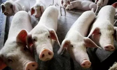 ಕೇರಳದ ಕಣ್ಣೂರಿನಲ್ಲಿ ಹಂದಿ ಜ್ವರ ಪತ್ತೆ; ಹಂದಿಗಳ ಹತ್ಯೆಗೆ ಜಿಲ್ಲಾಧಿಕಾರಿ ಆದೇಶ