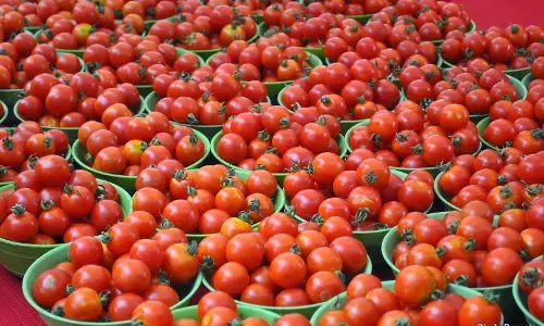 ಪ್ರತಿ ಕೆಜಿಗೆ 260ಕ್ಕೇರಿದ್ದ ಟೊಮ್ಯಾಟೊ ಬೆಲೆ 100ಕ್ಕೆ ಇಳಿಕೆ