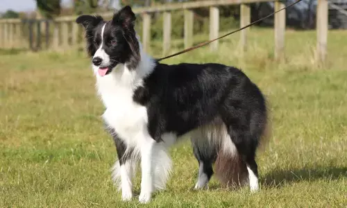 ಸಾಕು ನಾಯಿಯನ್ನು ಥಳಿಸಬೇಡಿ ಎಂದಿದ್ದಕ್ಕೆ ಪತ್ನಿ, ಇಬ್ಬರು ಮಕ್ಕಳ ಹತ್ಯೆಗೈದು ವ್ಯಕ್ತಿ ಆತ್ಮಹತ್ಯೆ