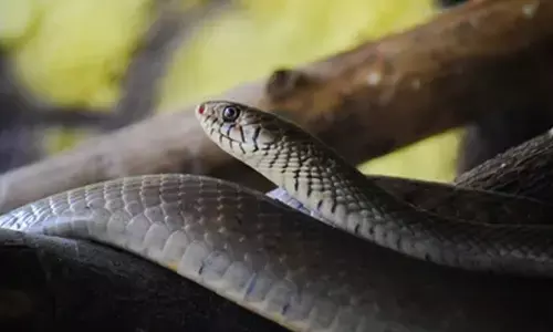 ಒಂದು ದಶಕದಲ್ಲಿ 5,600 ಹಾವುಗಳನ್ನು ರಕ್ಷಿಸಿದ ಹರಿಯಾಣ ವ್ಯಕ್ತಿ: ಹತ್ತು ಬಾರಿ ಹಾವುಗಳಿಂದ ಕಡಿತ