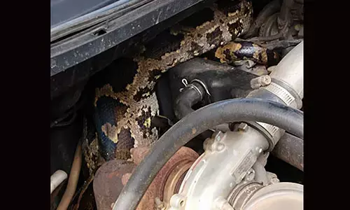 ಮಂಗಳೂರು: ಕಾರಿನ ಬಾನೆಟ್‌ನಲ್ಲಿ ಹೆಬ್ಬಾವು ಪತ್ತೆ