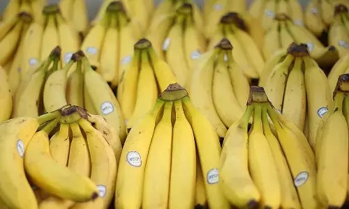 ಕೂದಲು ಆರೈಕೆಯಿಂದ.. ತ್ವಚೆಯ ಕಾಂತಿಯವರೆಗೆ; ಬಾಳೆಹಣ್ಣು ಸೇವನೆಯ ಹತ್ತು ಪ್ರಯೋಜನಗಳು