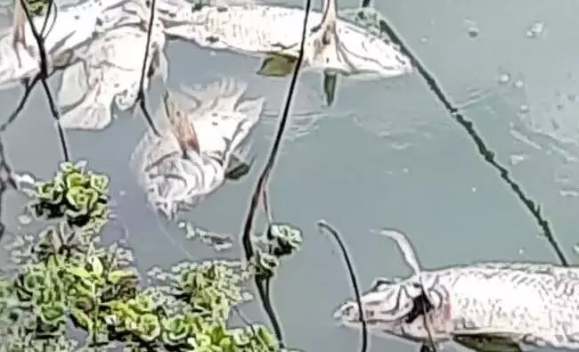 ಮೈಸೂರು  | ಲಿಂಗಾಂಬುಧಿ ಕೆರೆಯ ನೀರು ಕಲುಷಿತ: ಸಾವಿರಾರು ಮೀನುಗಳು ಸಾವು