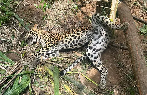 ಸುಳ್ಯ: ಉರುಳಿಗೆ ಸಿಲುಕಿ ಚಿರತೆ ಸಾವು ಪ್ರಕರಣ; ಇಬ್ಬರ ಬಂಧನ