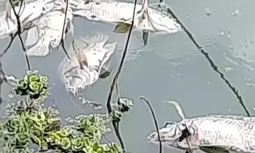 ಮೈಸೂರು  | ಲಿಂಗಾಂಬುಧಿ ಕೆರೆಯ ನೀರು ಕಲುಷಿತ: ಸಾವಿರಾರು ಮೀನುಗಳು ಸಾವು