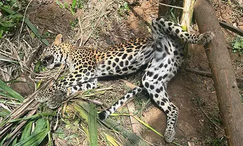 ಸುಳ್ಯ: ಉರುಳಿಗೆ ಸಿಲುಕಿ ಚಿರತೆ ಸಾವು ಪ್ರಕರಣ; ಇಬ್ಬರ ಬಂಧನ