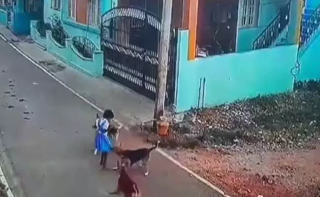 ಶಾಲಾ ಬಾಲಕಿಯನ್ನು ಕಚ್ಚಿ, ಎಳೆದೊಯ್ದ ಬೀದಿ ನಾಯಿಗಳು!