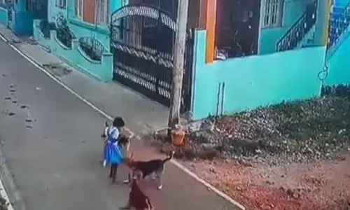 ಶಾಲಾ ಬಾಲಕಿಯನ್ನು ಕಚ್ಚಿ, ಎಳೆದೊಯ್ದ ಬೀದಿ ನಾಯಿಗಳು!