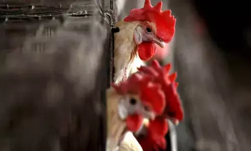 ರಶ್ಯದಲ್ಲಿ ಹಕ್ಕಿಜ್ವರ ಉಲ್ಬಣ