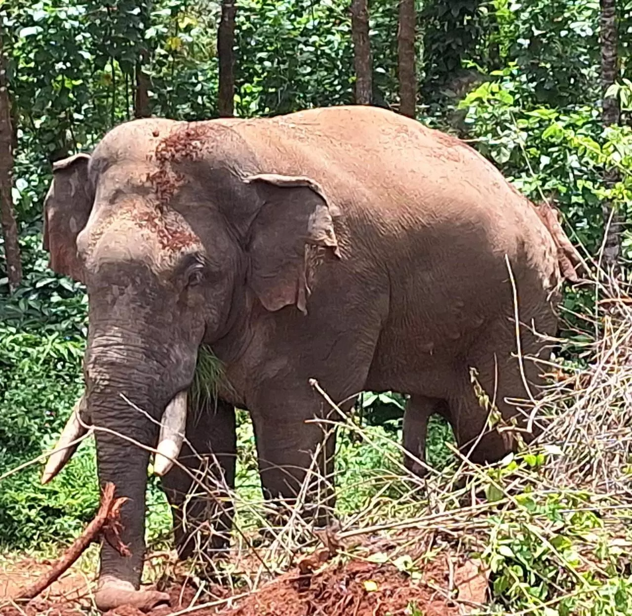 ಸಕಲೇಶಪುರ | ಅರೆವಳಿಕೆ ಮದ್ದು ನೀಡಲು ತೆರಳಿದ್ದ ಅರಣ್ಯ ಇಲಾಖೆ ಸಿಬ್ಬಂದಿ ಮೇಲೆ ಕಾಡಾನೆ ದಾಳಿ: ಗಂಭೀರ ಗಾಯ
