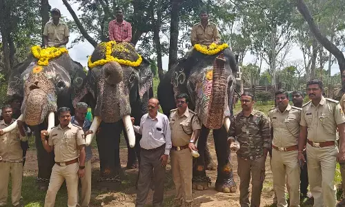 ಮೈಸೂರು ದಸರಾ | ಗಜಪಯಣದಲ್ಲಿ ಭಾಗವಹಿಸಲು ದುಬಾರೆ ಮತ್ತುಹಾರಂಗಿ ಶಿಬಿರದಿಂದ ಹೊರಟ ಸಾಕಾನೆಗಳು