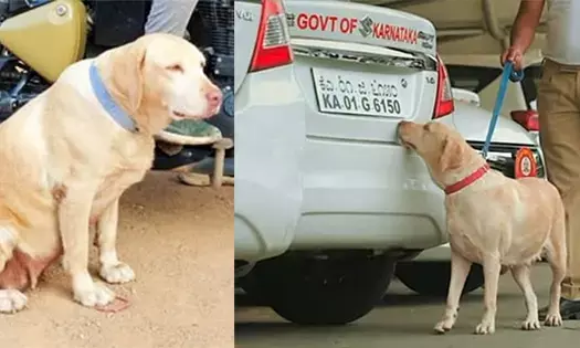 ಬೆಂಗಳೂರು: ಪೊಲೀಸ್ ಇಲಾಖೆಯಲ್ಲಿ ಸೇವೆ ಸಲ್ಲಿಸಿದ್ದ ಶ್ವಾನ ಸಾವು
