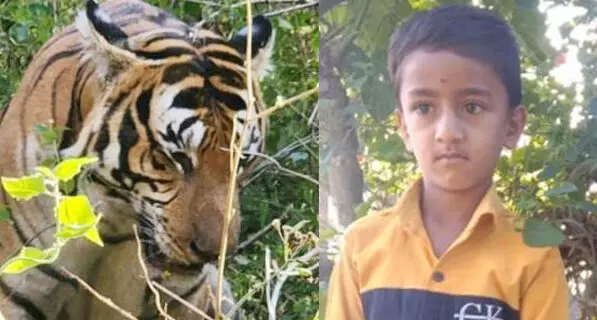 ಮೈಸೂರು: ಹುಲಿ ದಾಳಿಗೆ ಬಾಲಕ ಬಲಿ