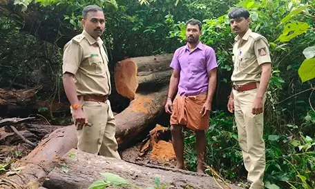 ಉಪ್ಪಿನಂಗಡಿ: ಮರ ಕಳ್ಳತನ ಪ್ರಕರಣ; ಆರೋಪಿ ಸೆರೆ