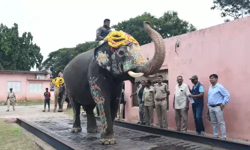 ದಸರಾ ಆನೆಗಳ ತೂಕ ಪರೀಕ್ಷೆ: ಚಿನ್ನದ ಅಂಬಾರಿ ಹೊರುವ ಕ್ಯಾಪ್ಟನ್ ಅಭಿಮನ್ಯುವಿನ ತೂಕ ಎಷ್ಟು?
