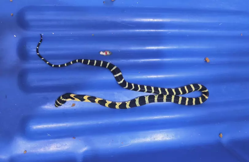 ದೇವನಹಳ್ಳಿ ವಿಮಾನ ನಿಲ್ದಾಣ: ಪ್ರಯಾಣಿಕನ ಬ್ಯಾಗ್‍ ನಲ್ಲಿತ್ತು ಜೀವಂತ ಹಾವುಗಳು ಸಹಿತ 78 ಪ್ರಾಣಿಗಳು!