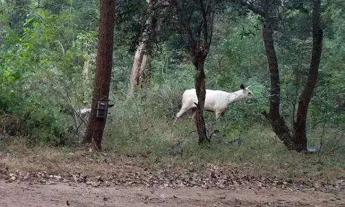 ಕಾವೇರಿ ವನ್ಯಧಾಮದಲ್ಲಿ ಬಿಳಿ ಕಡವೆ ಪತ್ತೆ