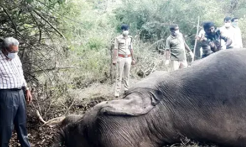 ಗಂಡಾನೆಗಳ ನಡುವೆ ಕಾಳಗ; ಒಂದು ಆನೆ ಸಾವು