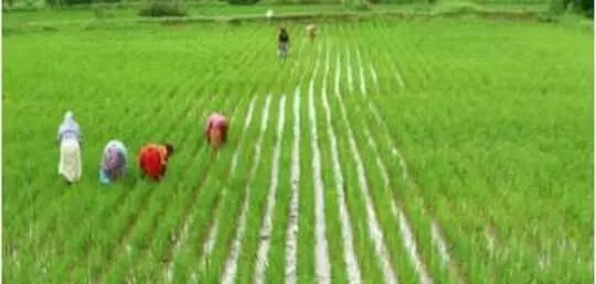 ಬೆಳೆ ಸಮೀಕ್ಷೆಯಡಿ ನೋಂದಣಿ ಕಡ್ಡಾಯ