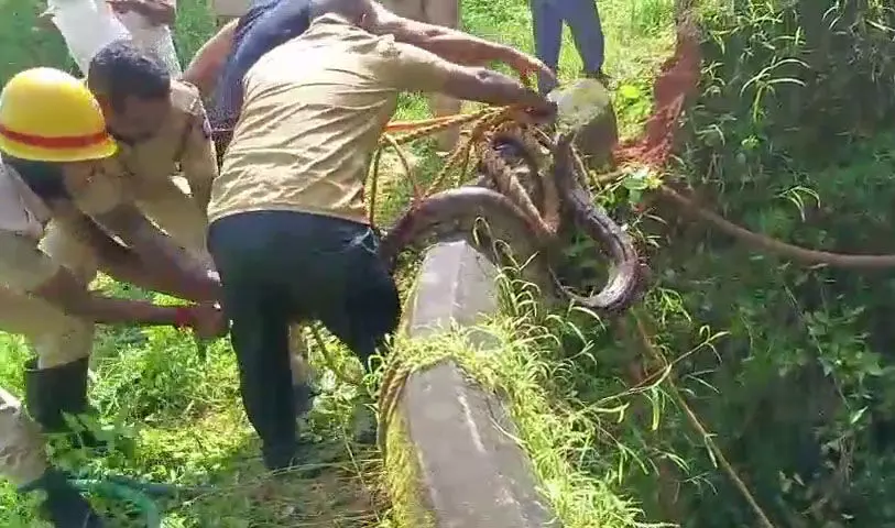 ಬಾವಿಗೆ ಬಿದ್ದ ಬೃಹತ್ ಗಾತ್ರದ ಹೆಬ್ಬಾವು ರಕ್ಷಣೆ ಬಾವಿಗೆ ಬಿದ್ದ ಬೃಹತ್ ಗಾತ್ರದ ಹೆಬ್ಬಾವು ರಕ್ಷಣೆ