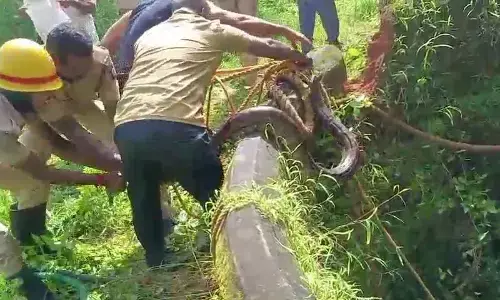 ಬಾವಿಗೆ ಬಿದ್ದ ಬೃಹತ್ ಗಾತ್ರದ ಹೆಬ್ಬಾವು ರಕ್ಷಣೆ