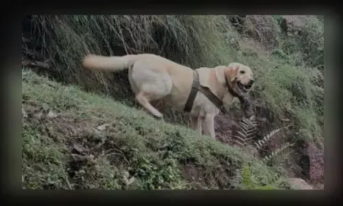 ಎನ್ ಕೌಂಟರ್ ನಲ್ಲಿ ಒಡೆಯನ ರಕ್ಷಣೆಗಾಗಿ ಪ್ರಾಣ ತೆತ್ತ ಸೇನೆಯ ಶ್ವಾನ!