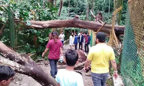 ಕೊಡಗು | ಅಬ್ಬಿಫಾಲ್ಸ್ ನಲ್ಲಿ ಮುರಿದು ಬಿದ್ದ ಭಾರೀ ಮರ; ಪ್ರವಾಸಿಗರು ಪಾರು!