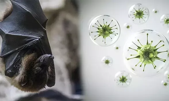 ನಿಫಾ ವೈರಸ್: ಮುನ್ನೆಚ್ಚರಿಕೆ ವಹಿಸಲು ಮನವಿ