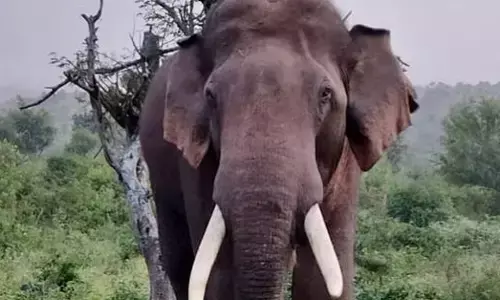 ಧರ್ಮಸ್ಥಳ: ನೇರ್ತನೆ ಪ್ರದೇಶದಲ್ಲಿ ಆತಂಕ ಸೃಷ್ಟಿಸಿರುವ ಕಾಡಾನೆಗಳ ಹಿಂಡು