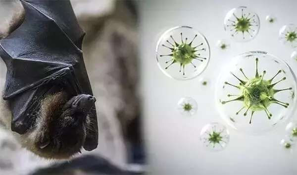 ಕೇರಳ ವಿದ್ಯಾರ್ಥಿಗಳಿಂದ ನಿಫಾ ನೆಗೆಟಿವ್ ಪ್ರಮಾಣ ಪತ್ರ ಕೋರಿದ ಮಧ್ಯಪ್ರದೇಶ ವಿಶ್ವವಿದ್ಯಾಲಯ