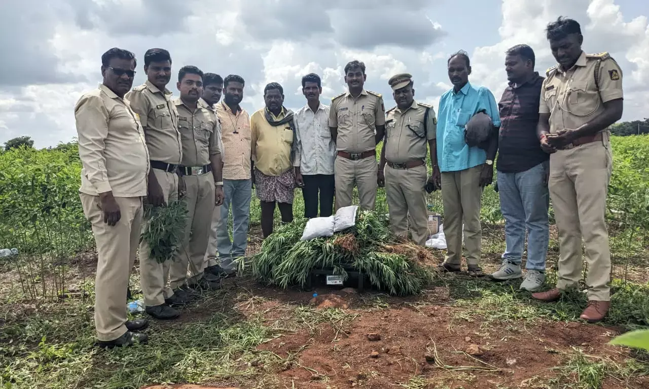 ಕಲಬುರಗಿ: ತೊಗರಿ ಬೆಳೆ ಮಧ್ಯೆ ಗಾಂಜಾ ಬೆಳೆದ ಆರೋಪಿಯ ಬಂಧನ