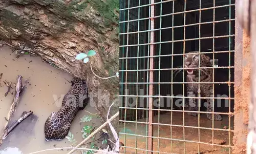 ಕುಂದಾಪುರ: ಬಾವಿಗೆ ಬಿದ್ದ ಚಿರತೆಯ ರಕ್ಷಣೆ