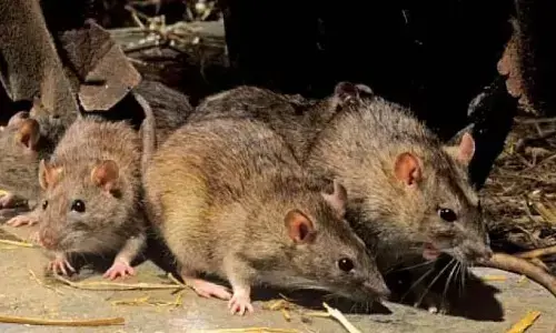 168 ಇಲಿಗಳನ್ನು ಹಿಡಿಯಲು 69.5 ಲಕ್ಷ ರೂ. ವ್ಯಯಿಸಿದ ಲಕ್ನೋ ರೈಲ್ವೇ ವಿಭಾಗ!