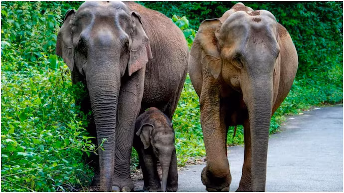 ಮಹಾರಾಷ್ಟ್ರ: ವೀಡಿಯೊ ಮಾಡುತ್ತಿದ್ದಾಗ ಕಾಡಾನೆಯ ತುಳಿತಕ್ಕೆ ಸಿಲುಕಿ ಸಾವನ್ನಪ್ಪಿದ ಅರಣ್ಯ ಸಿಬ್ಬಂದಿ ಮಹಾರಾಷ್ಟ್ರ: ವೀಡಿಯೊ ಮಾಡುತ್ತಿದ್ದಾಗ ಕಾಡಾನೆಯ ತುಳಿತಕ್ಕೆ ಸಿಲುಕಿ ಸಾವನ್ನಪ್ಪಿದ ಅರಣ್ಯ ಸಿಬ್ಬಂದಿ