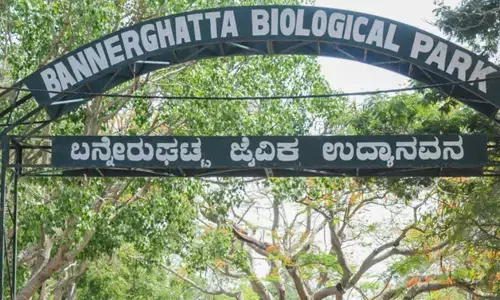 ಬನ್ನೇರುಘಟ್ಟ ಜೈವಿಕ ಉದ್ಯಾನವನದಲ್ಲಿ ಮಾರಕ ವೈರಸ್‌ ಗೆ 7 ಚಿರತೆ ಮರಿಗಳು ಸಾವು