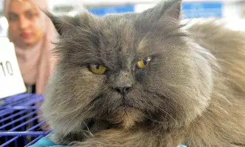 ಸಿಲಿಕಾನ್‌ ಸಿಟಿಯಲ್ಲಿ ಗಮನ ಸೆಳೆದ ಪೆಟ್ – ಡಾಗ್ ಶೋ