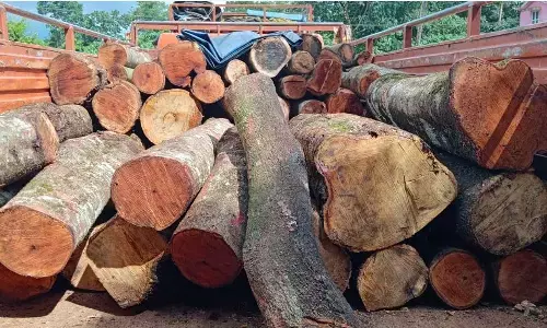 ಉಪ್ಪಿನಂಗಡಿ: ಅಕ್ರಮ ಮರ ಸಾಗಾಟದ ಆರೋಪಿ ಸೆರೆ