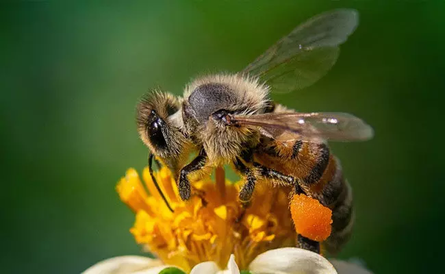 ಹೆಜ್ಜೇನು ದಾಳಿ: 4 ಮತ್ತು 6 ವರ್ಷ ಪ್ರಾಯದ ಸಹೋದರರು ಮೃತ್ಯು ಹೆಜ್ಜೇನು ದಾಳಿ: 4 ಮತ್ತು 6 ವರ್ಷ ಪ್ರಾಯದ ಸಹೋದರರು ಮೃತ್ಯು