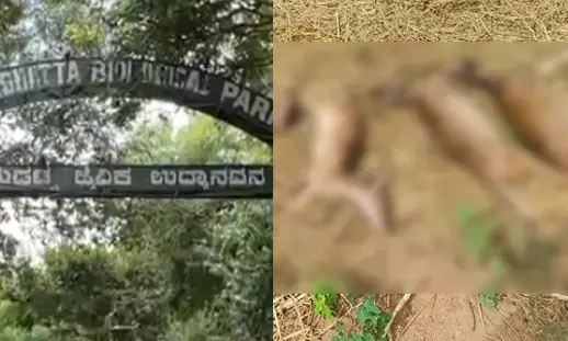 ಬನ್ನೇರುಘಟ್ಟ ಉದ್ಯಾನವನ: ಚಿರತೆ ಬಳಿಕ ಈಗ 13 ಜಿಂಕೆ ನಿಗೂಢವಾಗಿ ಸಾವು