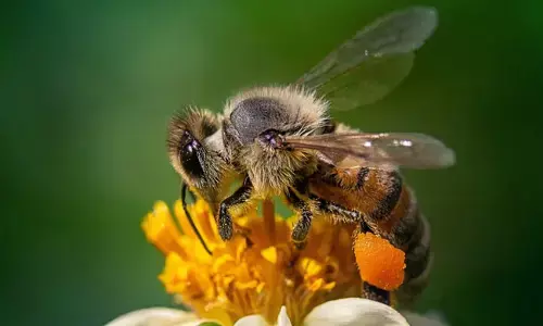 ಹೆಜ್ಜೇನು ದಾಳಿ: 4 ಮತ್ತು 6 ವರ್ಷ ಪ್ರಾಯದ ಸಹೋದರರು ಮೃತ್ಯು