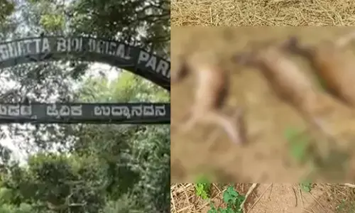 ಬನ್ನೇರುಘಟ್ಟ ಉದ್ಯಾನವನ: ಚಿರತೆ ಬಳಿಕ ಈಗ 13 ಜಿಂಕೆ ನಿಗೂಢವಾಗಿ ಸಾವು