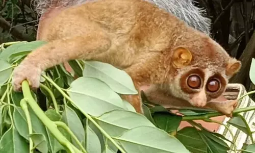 ಸಾಗರ: ಅಪರೂಪದ ಕಾಡುಪಾಪ ಪತ್ತೆ!