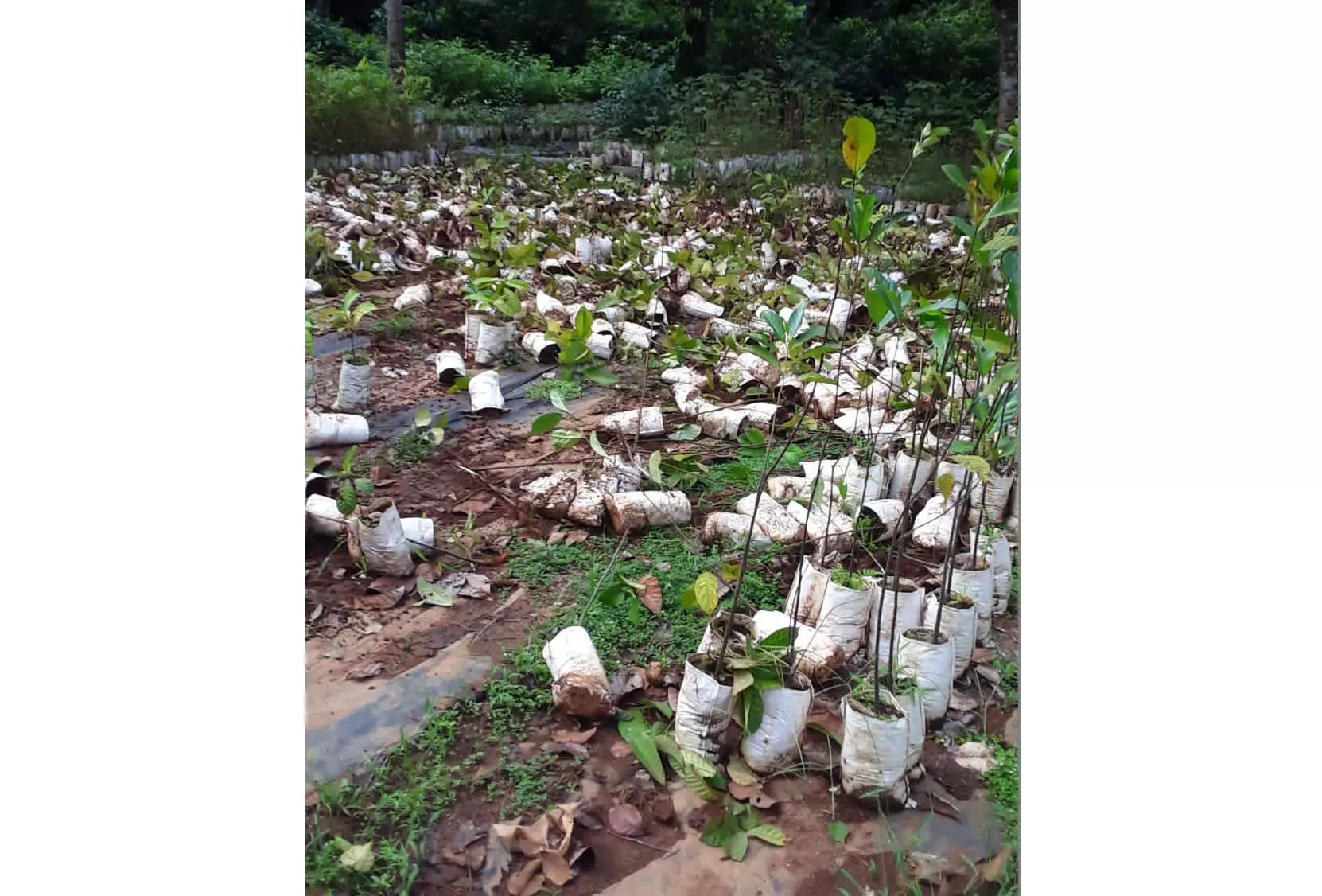 ಬೆಳ್ತಂಗಡಿ: ಅರಣ್ಯ ಇಲಾಖೆಯ ನರ್ಸರಿಗೆ ಕಾಡಾನೆಗಳು ದಾಳಿ: 3,200ಕ್ಕೂ ಅಧಿಕ ಗಿಡಗಳು ಧ್ವಂಸ ಬೆಳ್ತಂಗಡಿ: ಅರಣ್ಯ ಇಲಾಖೆಯ ನರ್ಸರಿಗೆ ಕಾಡಾನೆಗಳು ದಾಳಿ: 3,200ಕ್ಕೂ ಅಧಿಕ ಗಿಡಗಳು ಧ್ವಂಸ