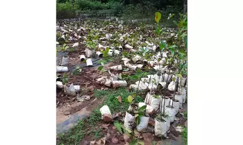 ಬೆಳ್ತಂಗಡಿ: ಅರಣ್ಯ ಇಲಾಖೆಯ ನರ್ಸರಿಗೆ ಕಾಡಾನೆಗಳು ದಾಳಿ: 3,200ಕ್ಕೂ ಅಧಿಕ ಗಿಡಗಳು ಧ್ವಂಸ