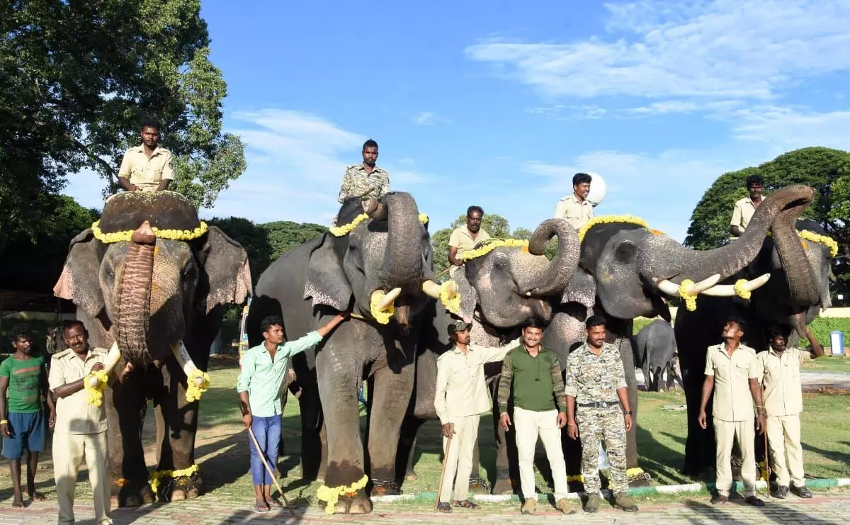 ಮೈಸೂರು ದಸರಾ: ಅರಮನೆಗೆ ಆಗಮಿಸಿದ ಗಜಪಡೆಯ ಎರಡನೇ ತಂಡ